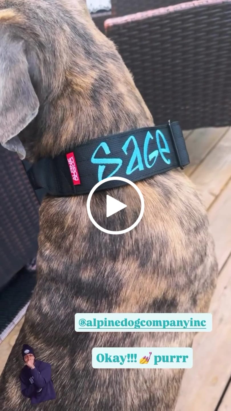 Customer video review of 2" Tactik Dog Collar - Black