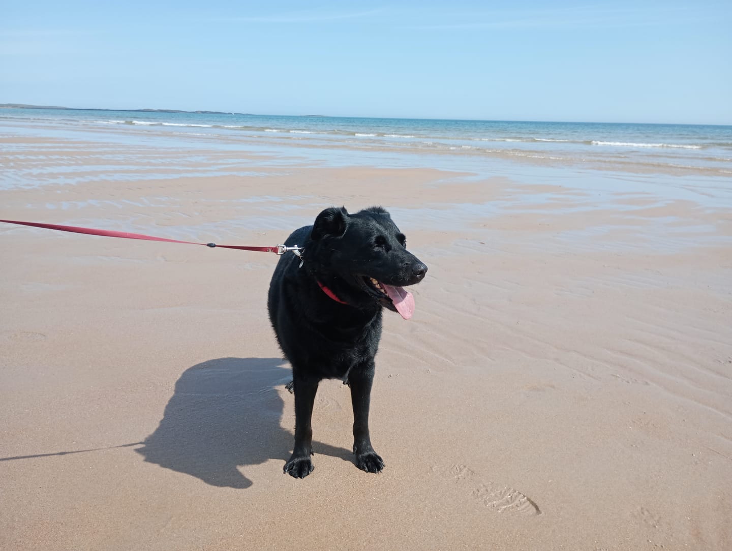 Customer photo review of Pumpkin Puree Powder for Dogs