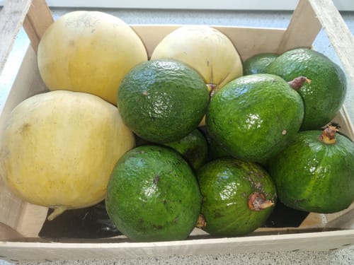 Kundenbewertung mit Foto zu Melone Honeymoon Bio direkt vom Gardasee