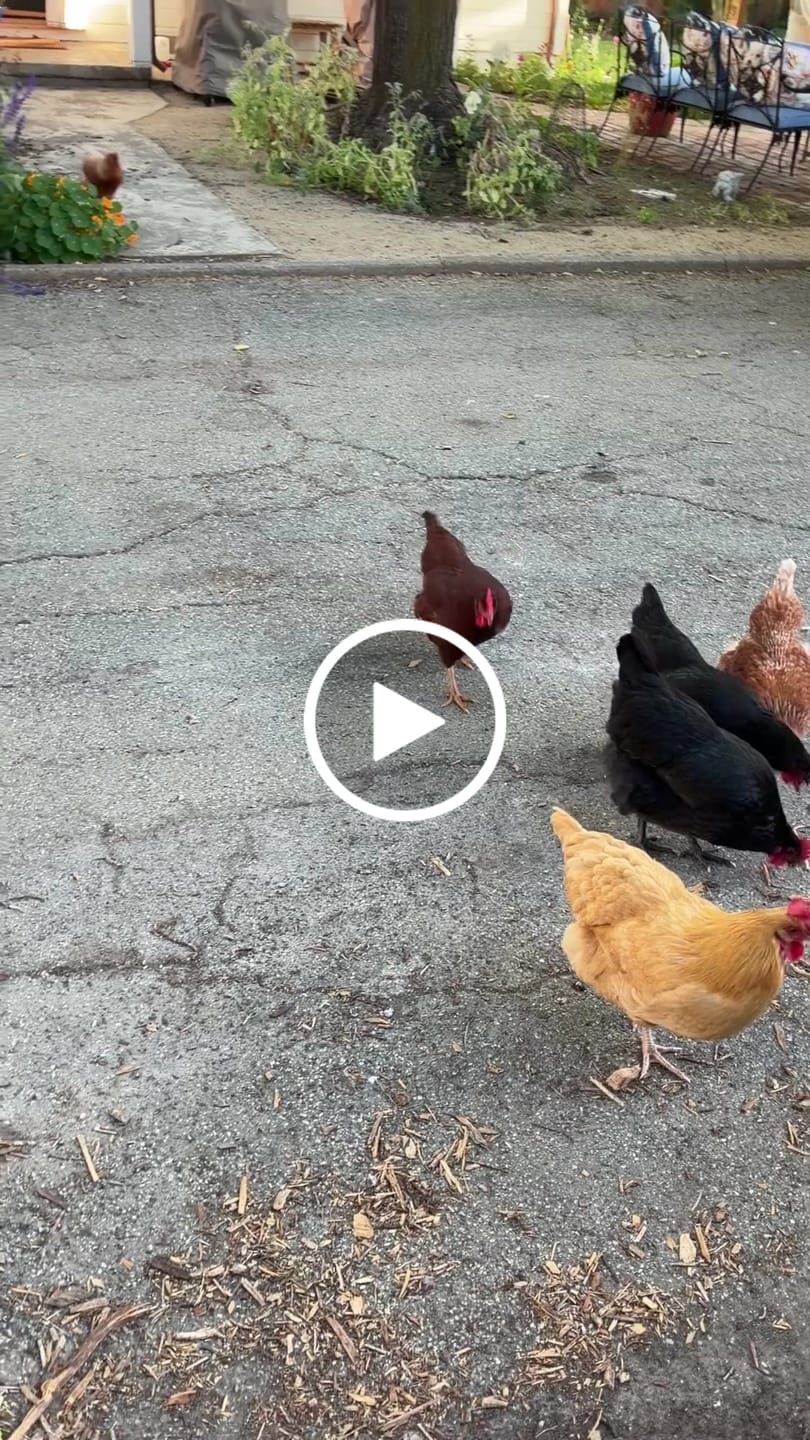 Customer video review of Nesting Herbs - Control Odors & Keep Coops Mite & Lice-Free