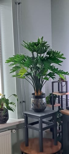Customer photo review of Philodendron Kunstplant 75cm