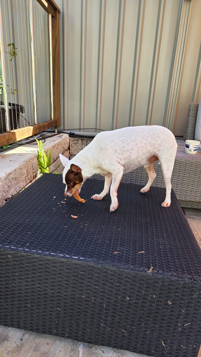 Customer photo review of Premium Chicken Chews