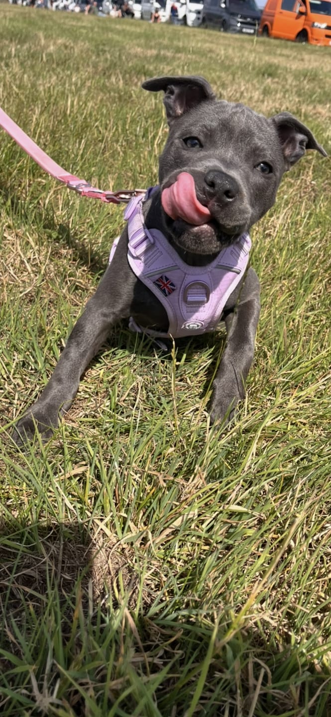 Customer photo review of Anti Pull Hurricane Harness Lighter | With Handle - Lavender X Ube