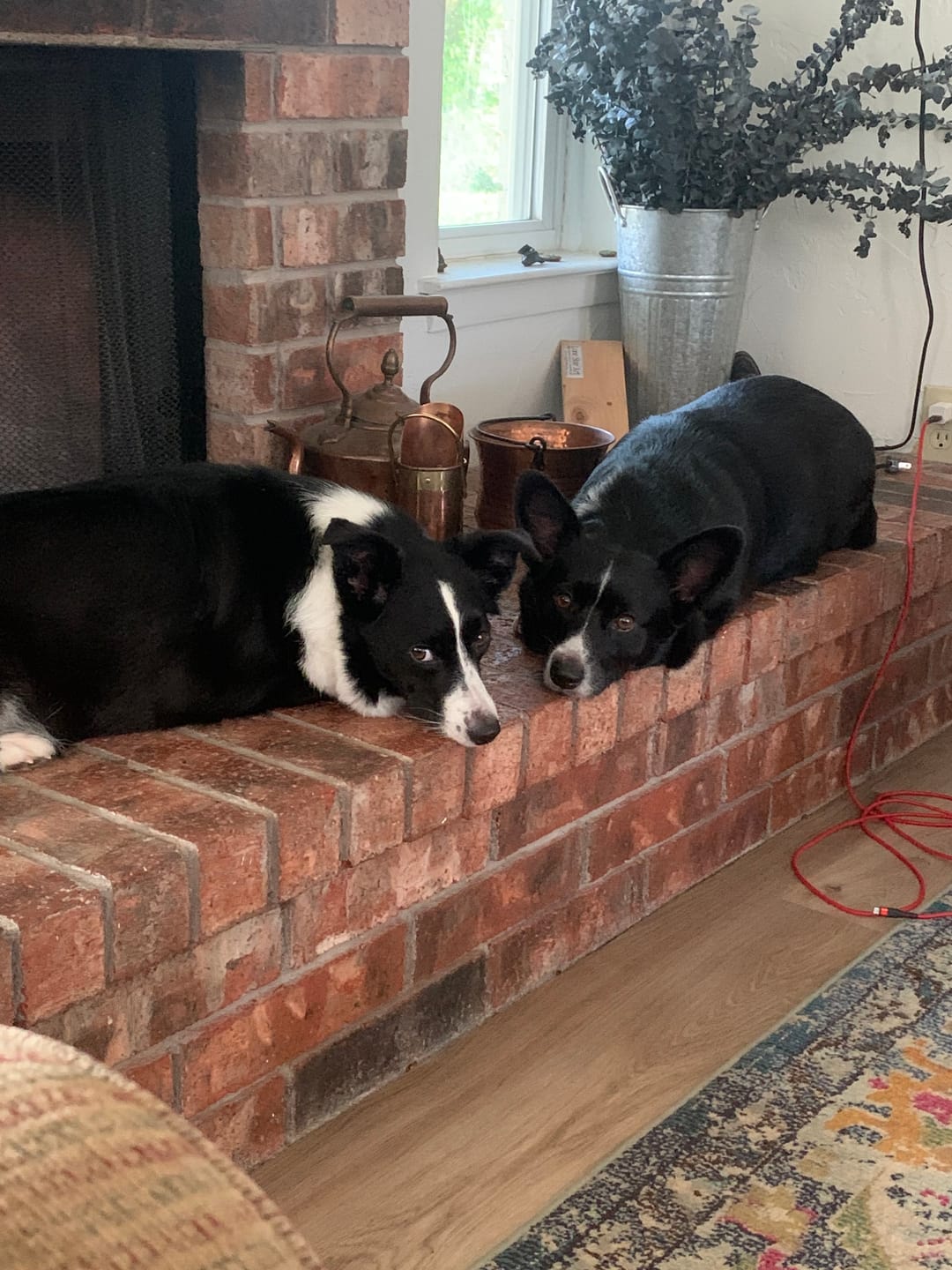 Customer photo review of Daily Preventative Powder - Canine & Cat
