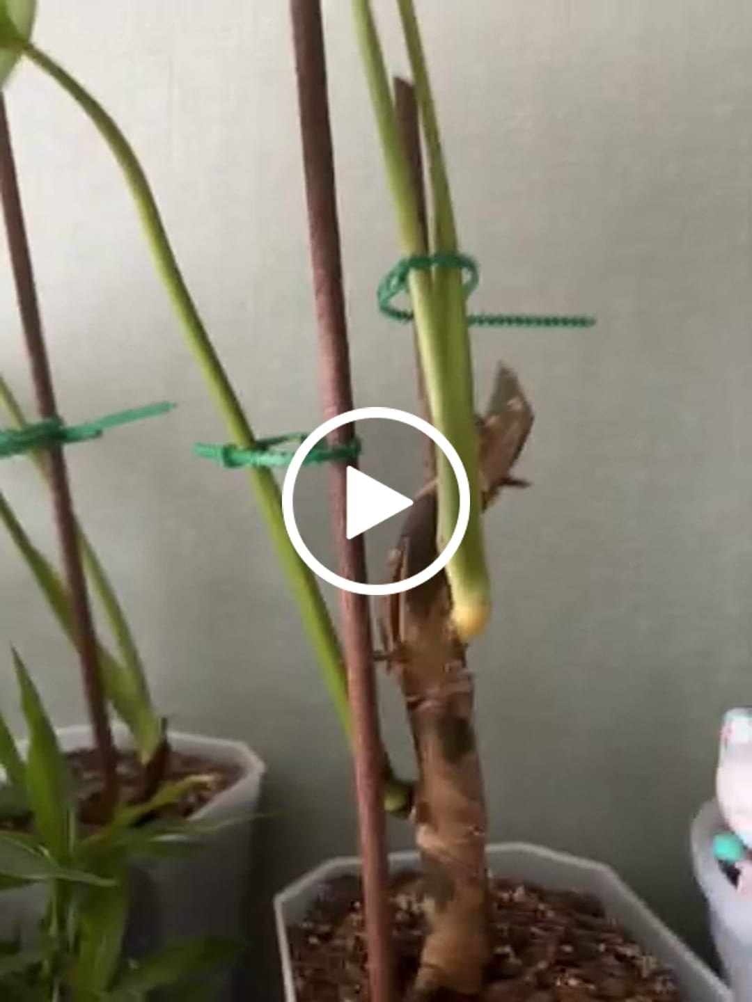 Customer video review of Biobased Climbing Sticks