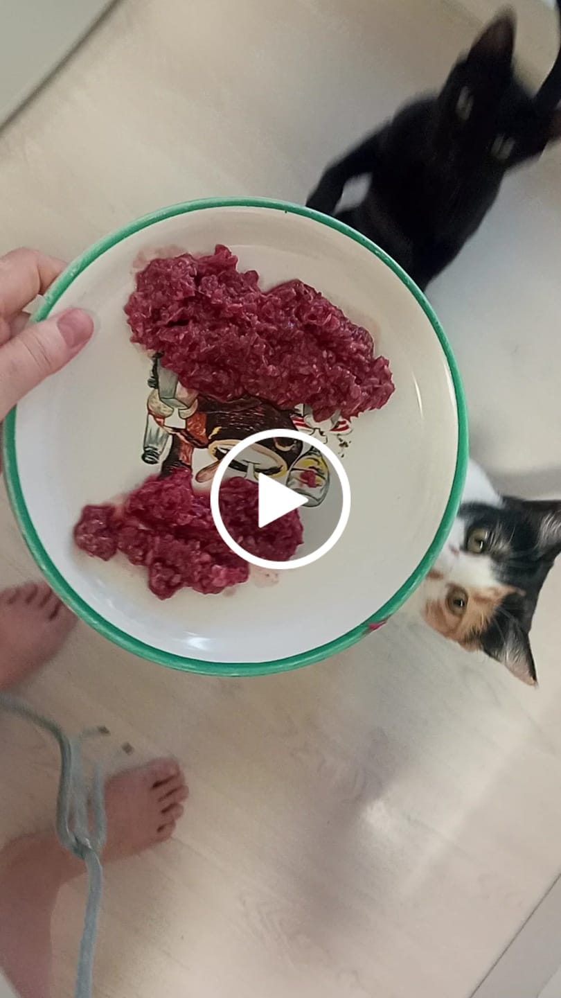 Customer video review of Menú BARF Pavo para gato - 500g