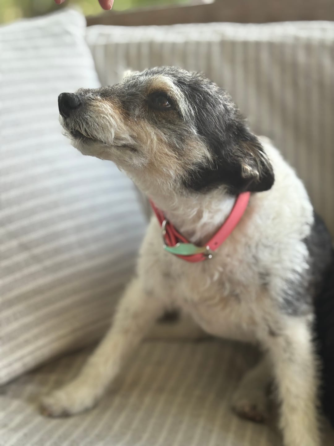 Customer photo review of Collier Chien Personnalisé gravé en Biothane®