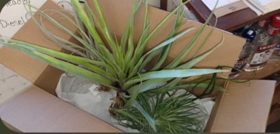 Customer photo review of Large Air Plants Mystery Box