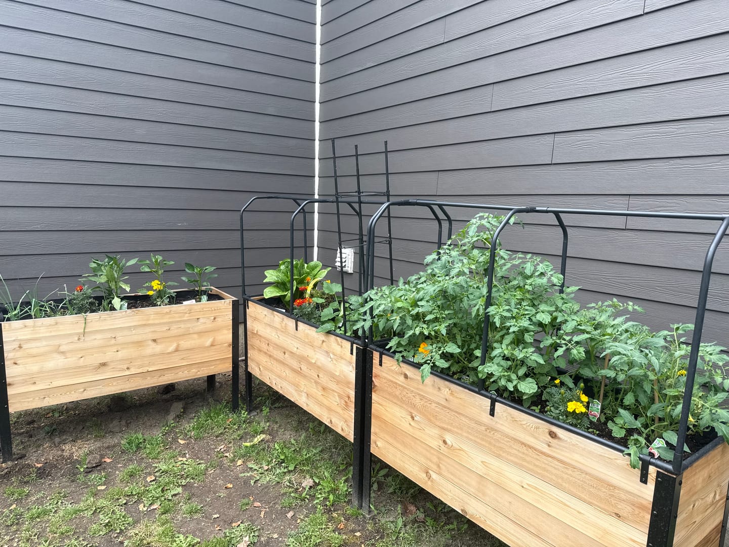 Customer photo review of 18″ x 48″ Deep Root Raised Garden Bed - 30″ TALL - Select Grade