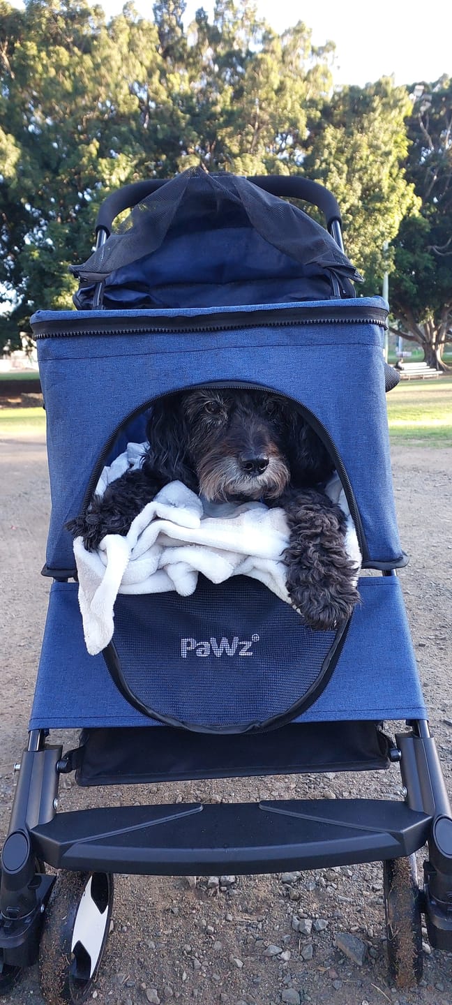 Customer photo review of Large Dog Stroller Cruiser