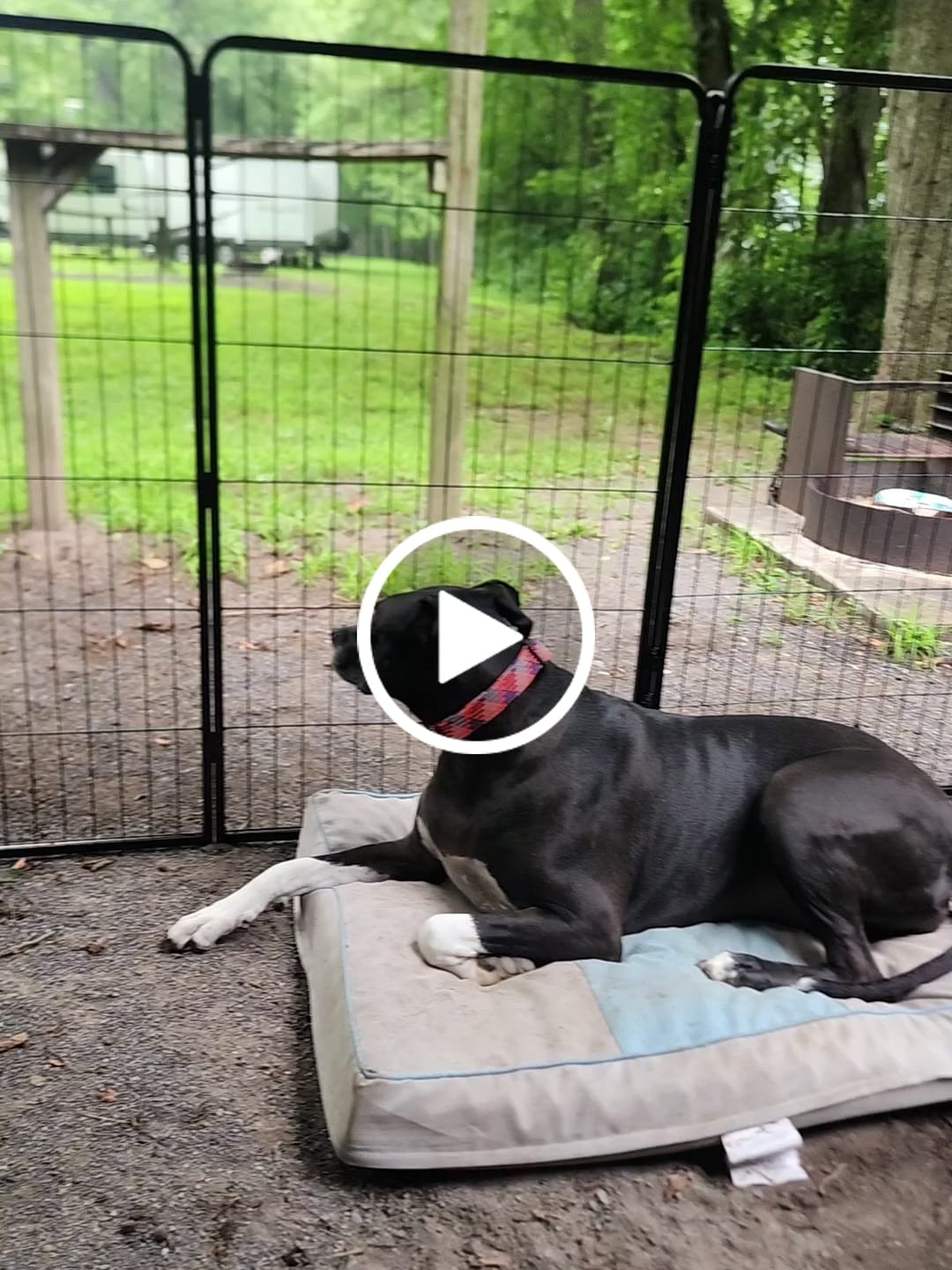 Customer video review of Instant Dog Playpen – Quick Setup for RV Camping