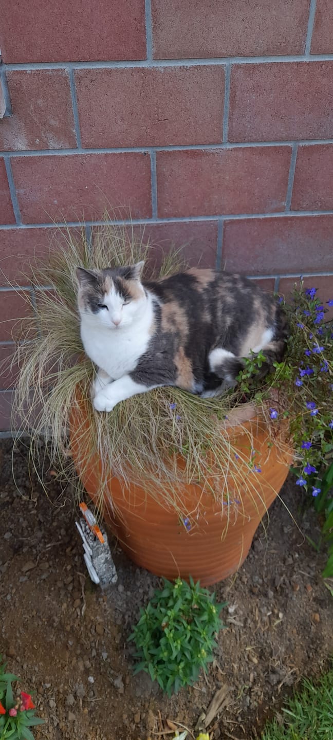 Customer photo review of Bravecto PLUS for Large Cats 6.25-12.5kg Spot-On Solution - Purple