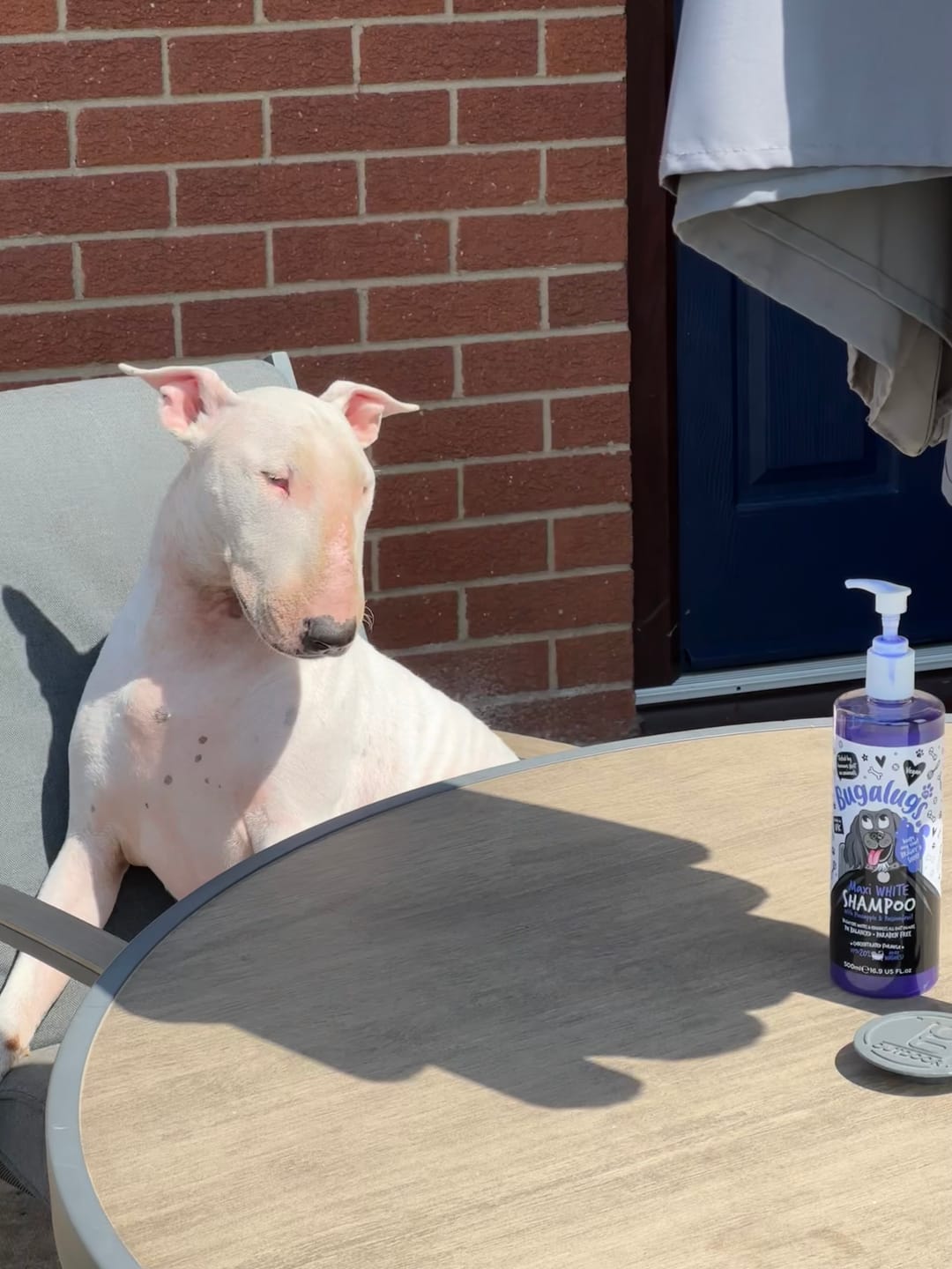 Customer photo review of Maxi White Whitening Dog Shampoo with Pineapple & Passionfruit