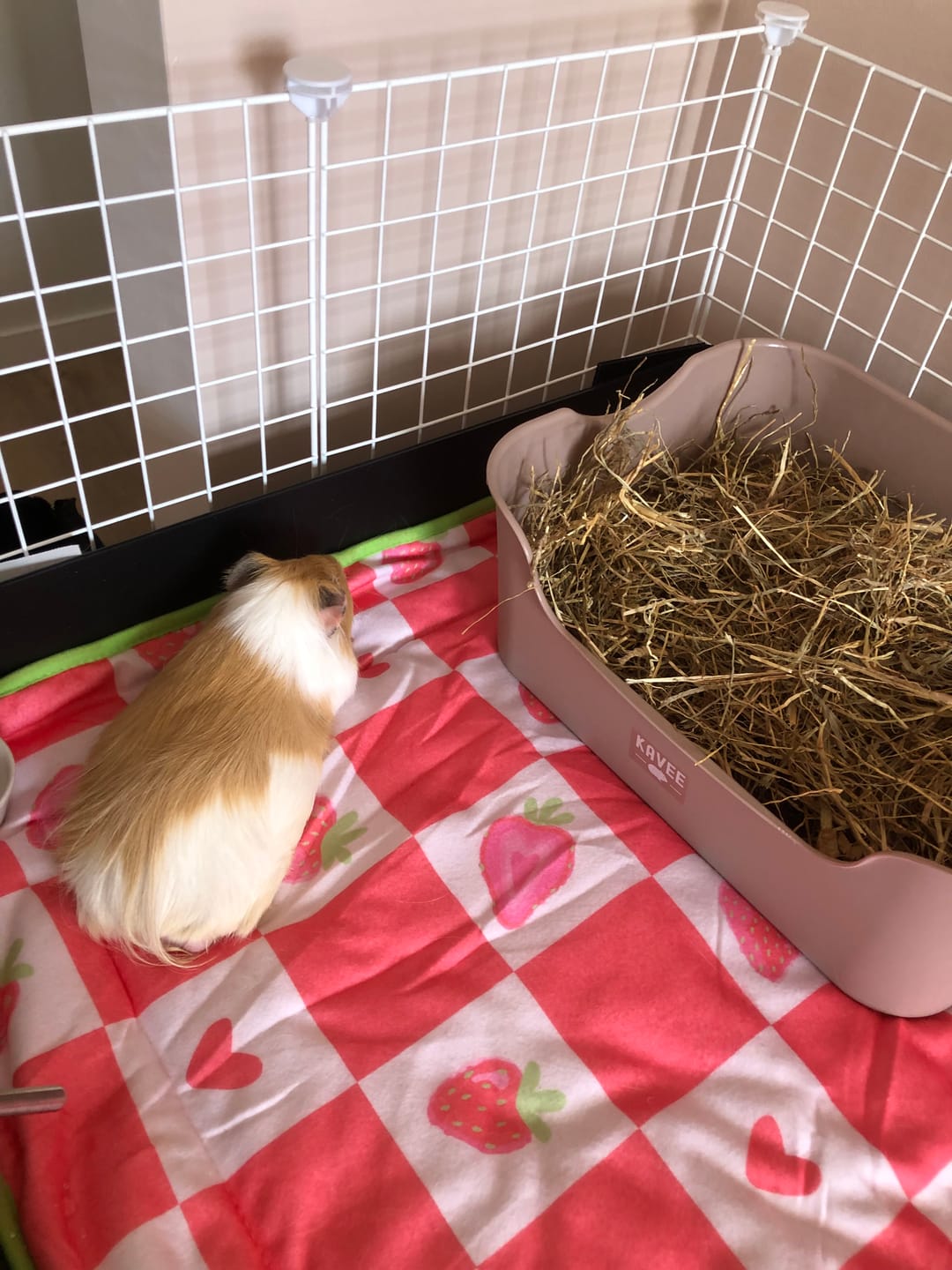 Customer photo review of Litter Box for Guinea Pigs & Rabbits