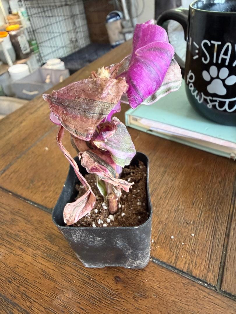 Customer photo review of Pink Furry Tradescantia