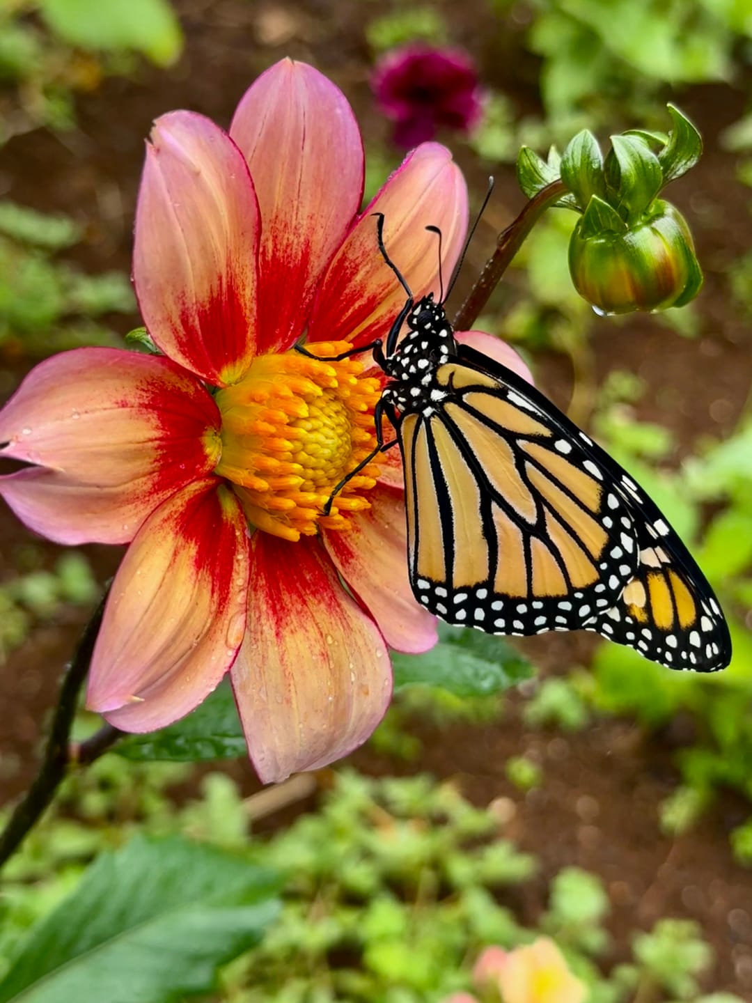 Customer photo review of Classic Live Monarch Butterfly Chrysalis Box (Hawaii Only)