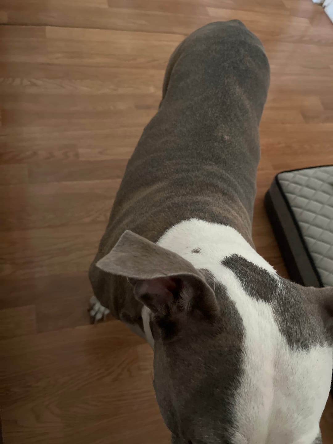 Customer photo review of Iron Paws Daily Human-Grade Superfood For Dogs