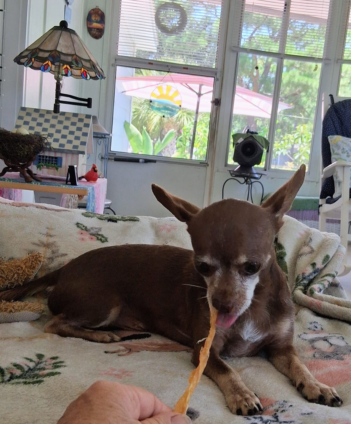 Customer photo review of 100% USA Turkey Tendons Delicious Grain-Free Reward Snack