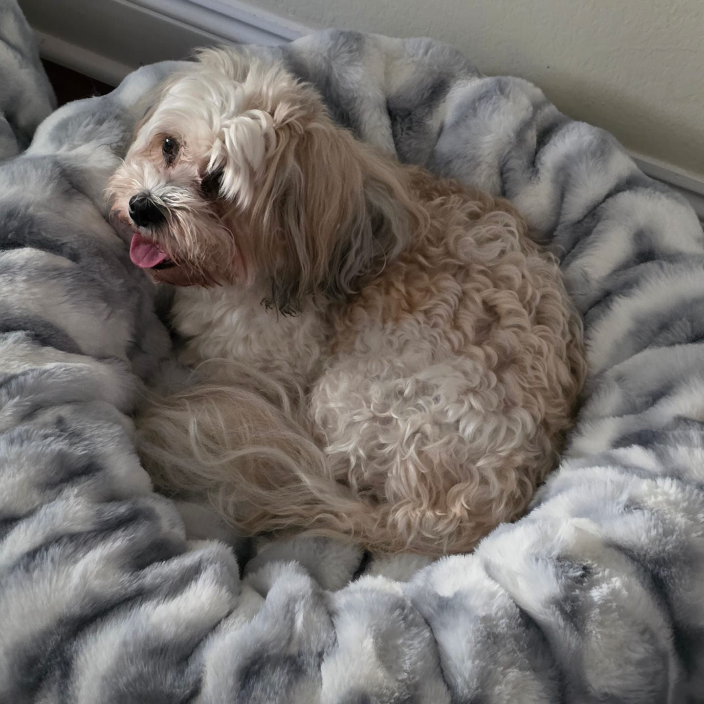 Customer photo review of Cloudy Day Blue Pet Bed COVER ONLY