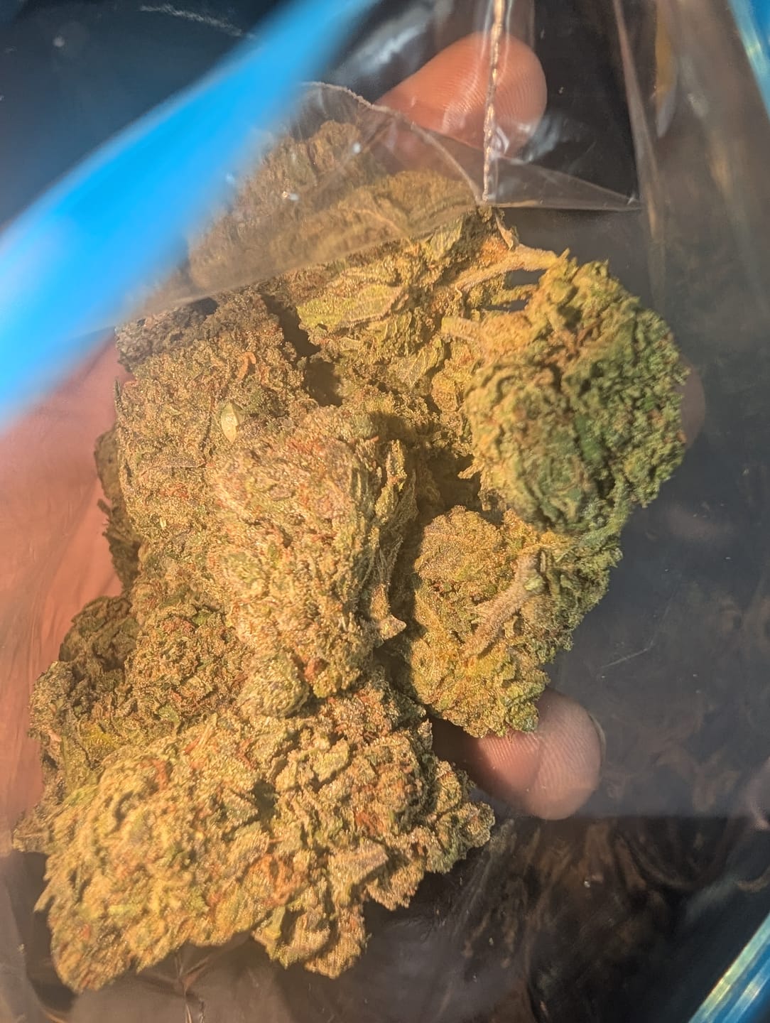 Customer photo review of OG Lato - Bulk - Hybrid