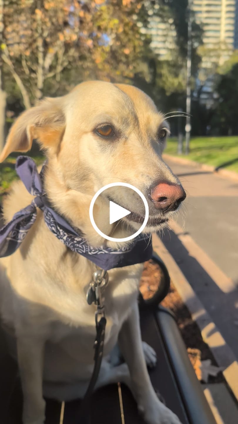 Customer video review of Aussie Roo Trainers (Bite Size) Small - Medium Dogs