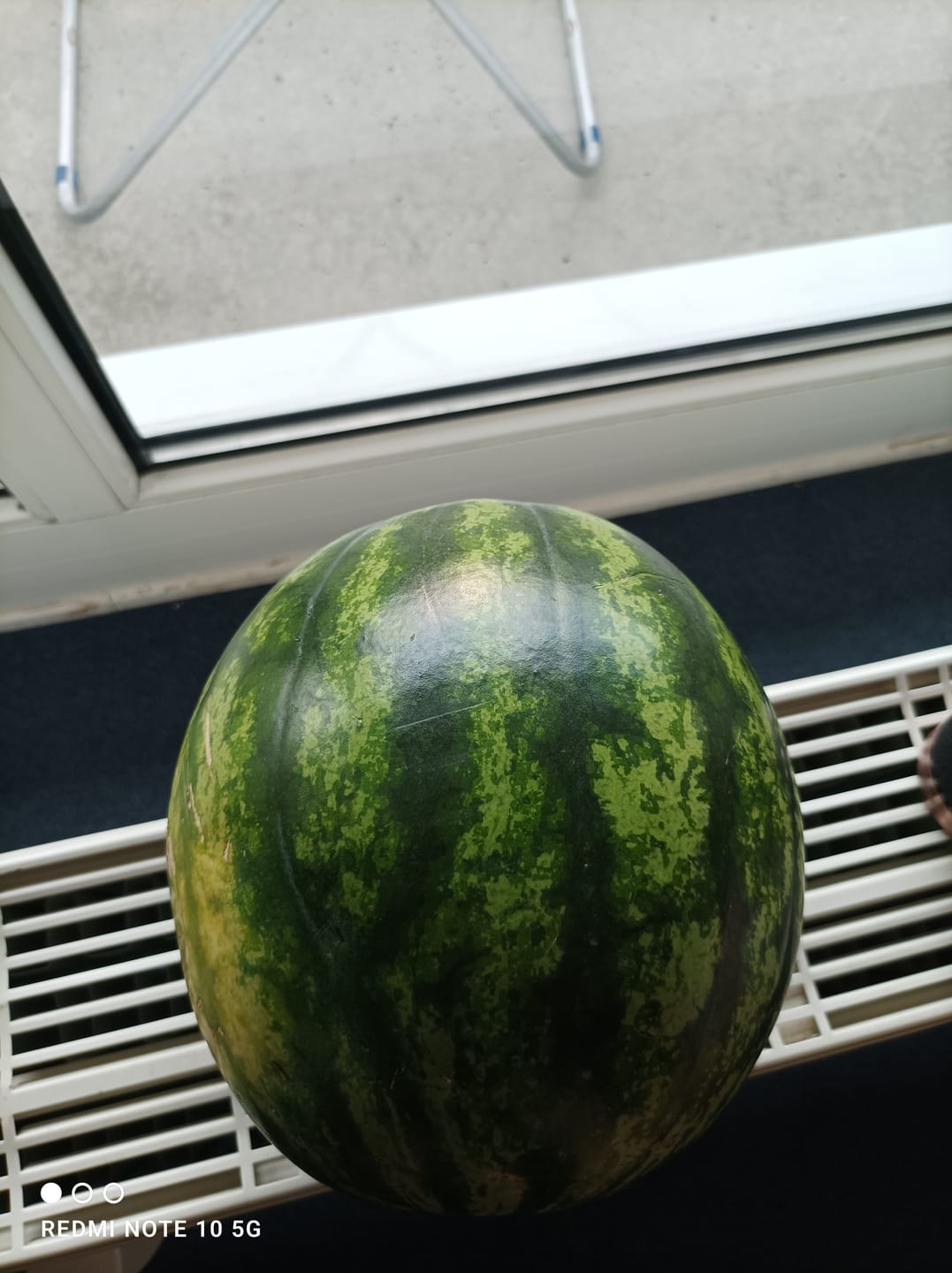 Customer photo review of Wassermelone Mini Bio 1 Stk.