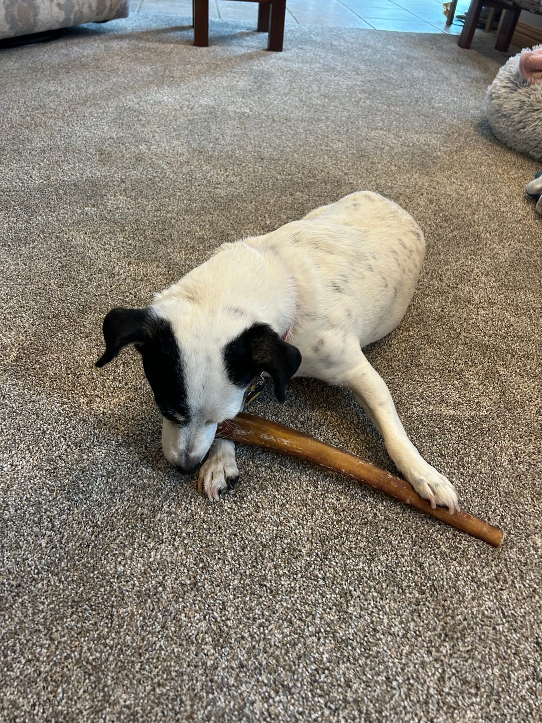 Customer photo review of Bully Sticks