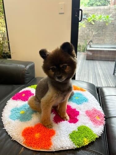 Customer photo review of PSYCHEDELIA - Rug Making Kit