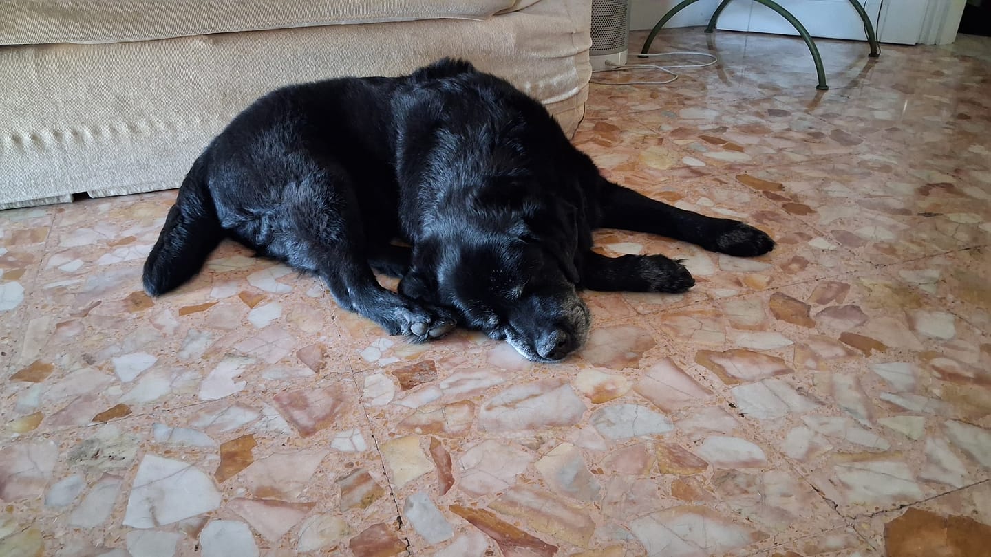 Customer photo review of LEGART MAXI 60 cpr – Integratore Articolare Per Cani Medio/Grandi