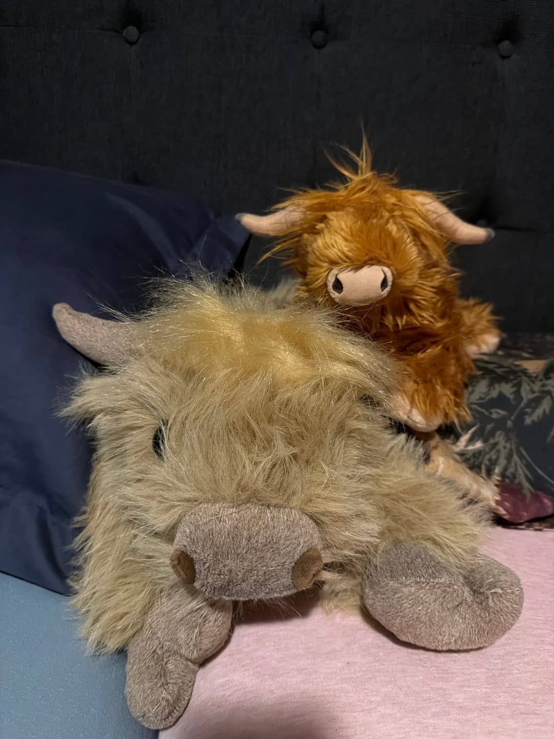 Customer photo review of Highland Cow Weighted Stuffed Animal