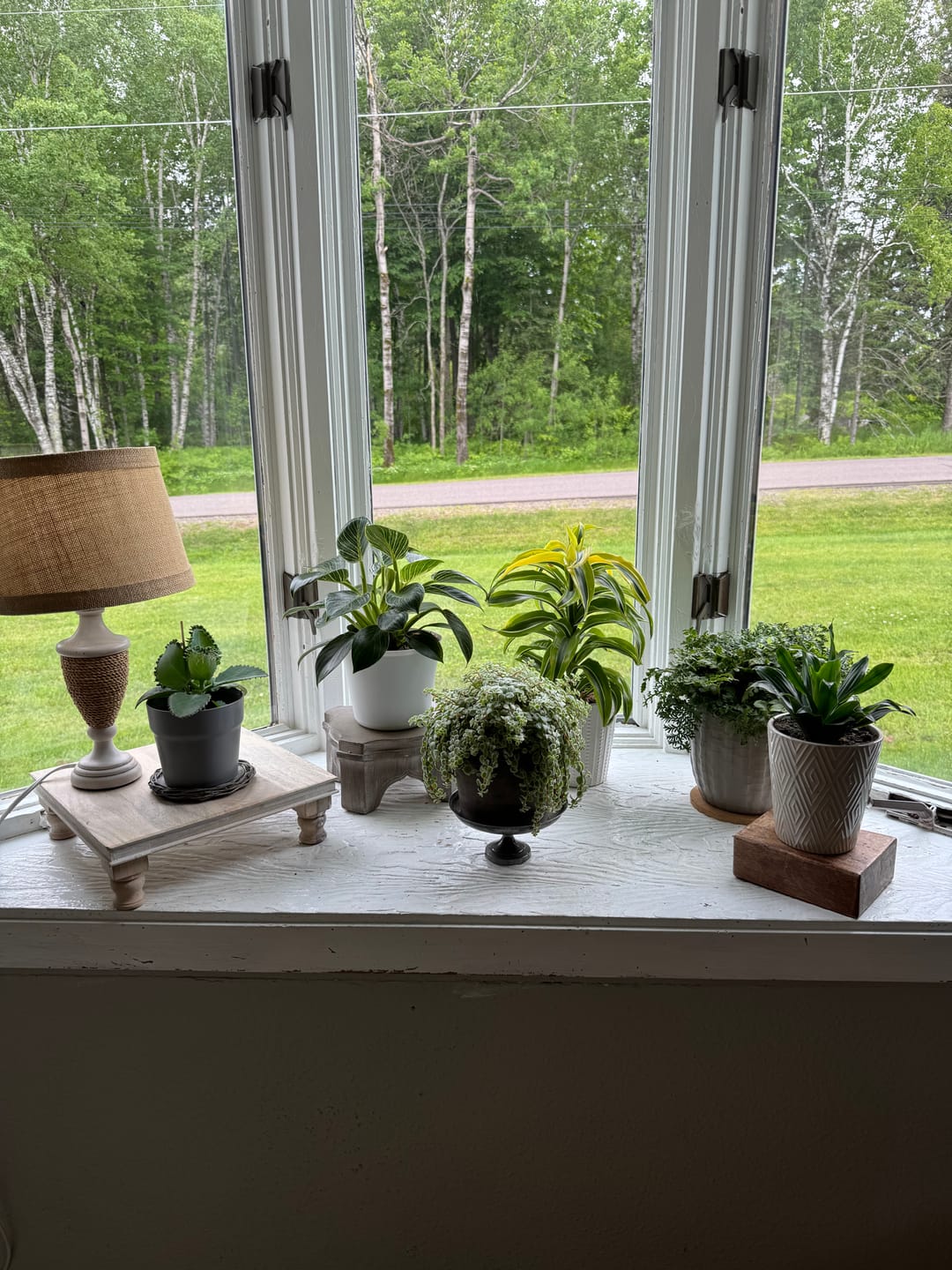 Customer photo review of Soil Refresh