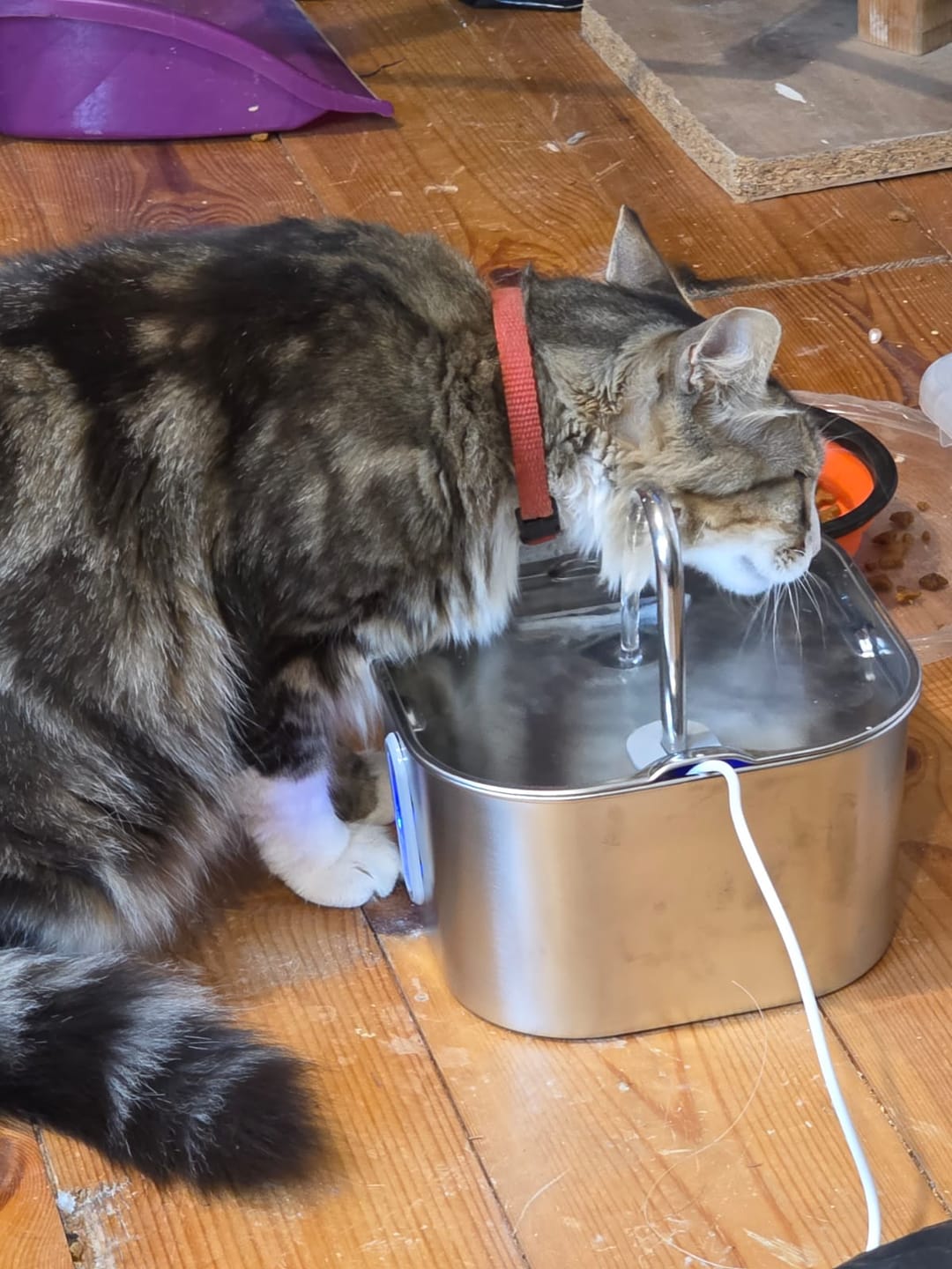 Customer photo review of KittyFlow - מזרקת מים לחתול