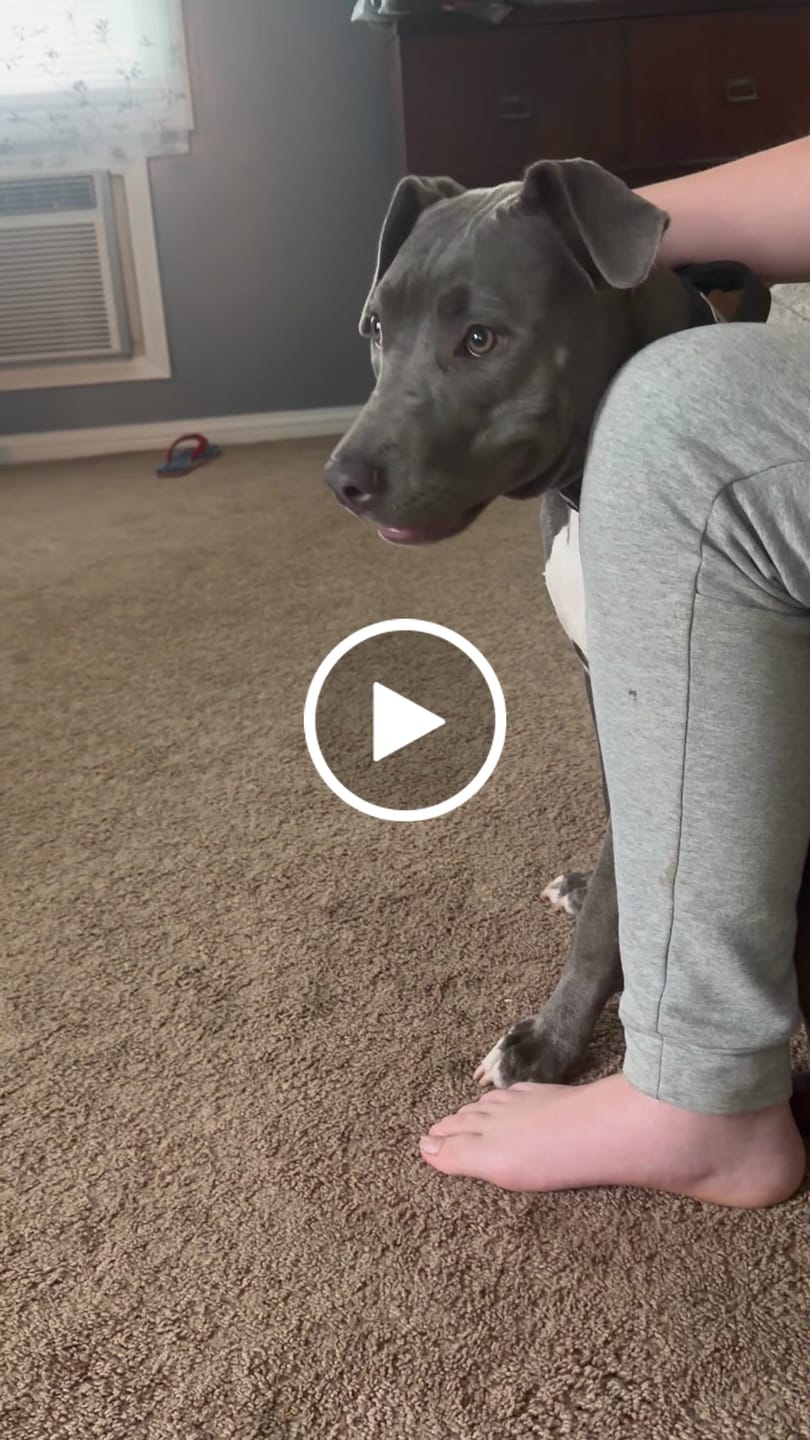Customer video review of Bully Proof Collar