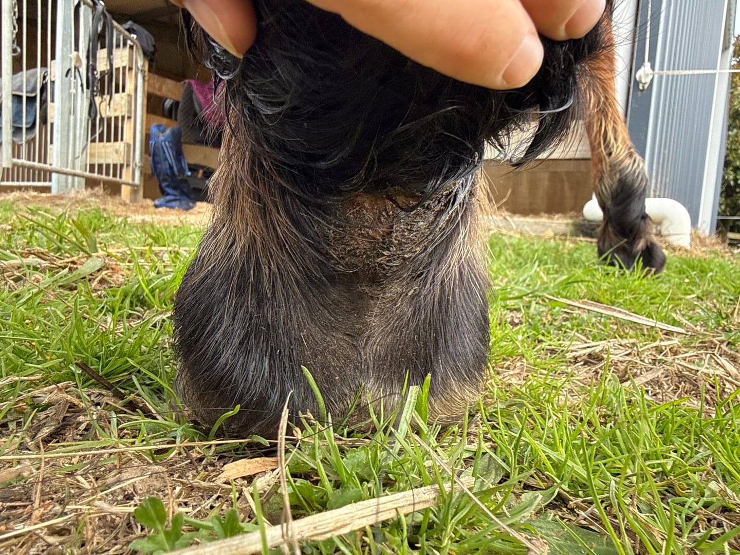 Customer photo review of Vetmax Elastotape Adhesive Bandage