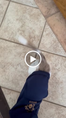 Customer video review of Mystery Box - Dog PREMIUM ( New inventory )