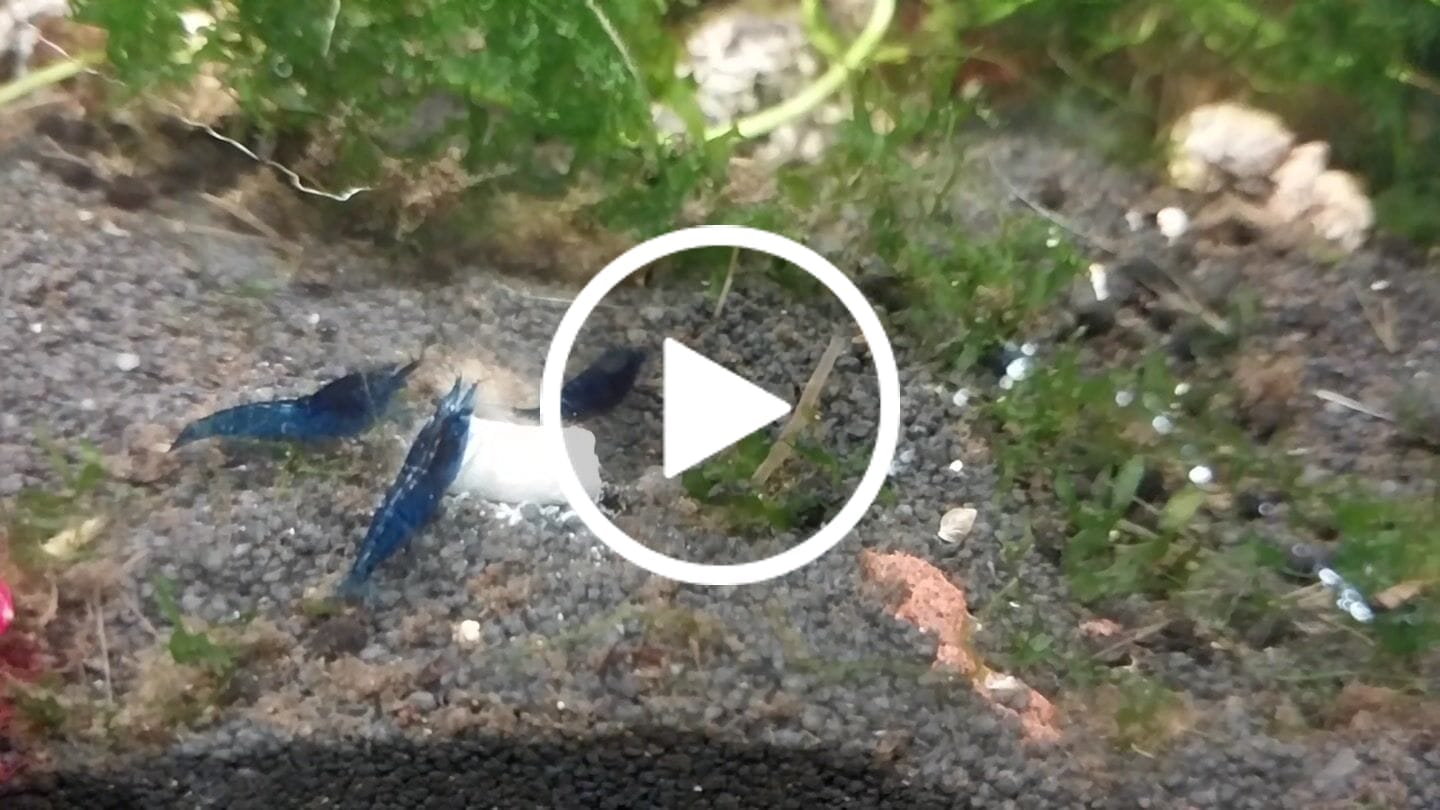Customer video review of Blue Dream Shrimp
