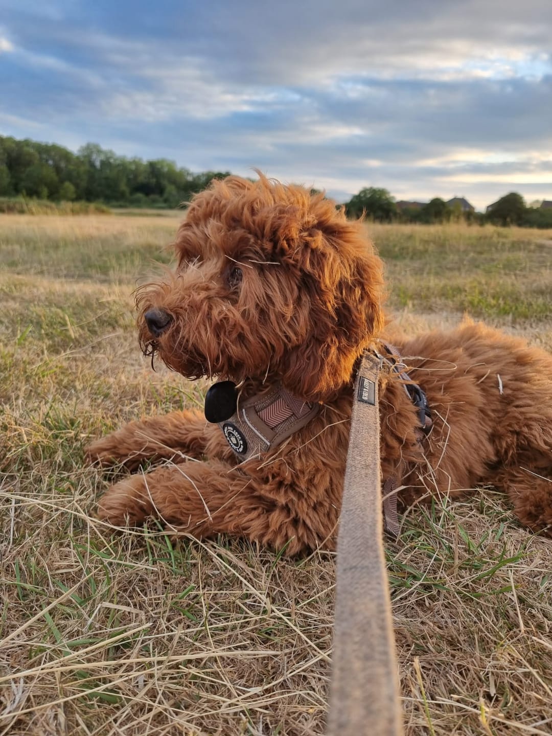 Customer photo review of Trail & Glow® Dog Harness Bundle Set - Oxford Tweed