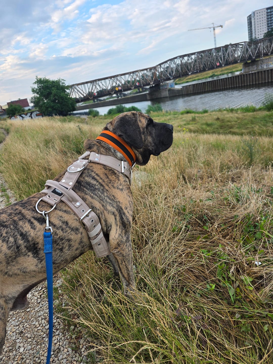 Customer photo review of Szelki dla psa typu guard z imieniem - Personal Harness
