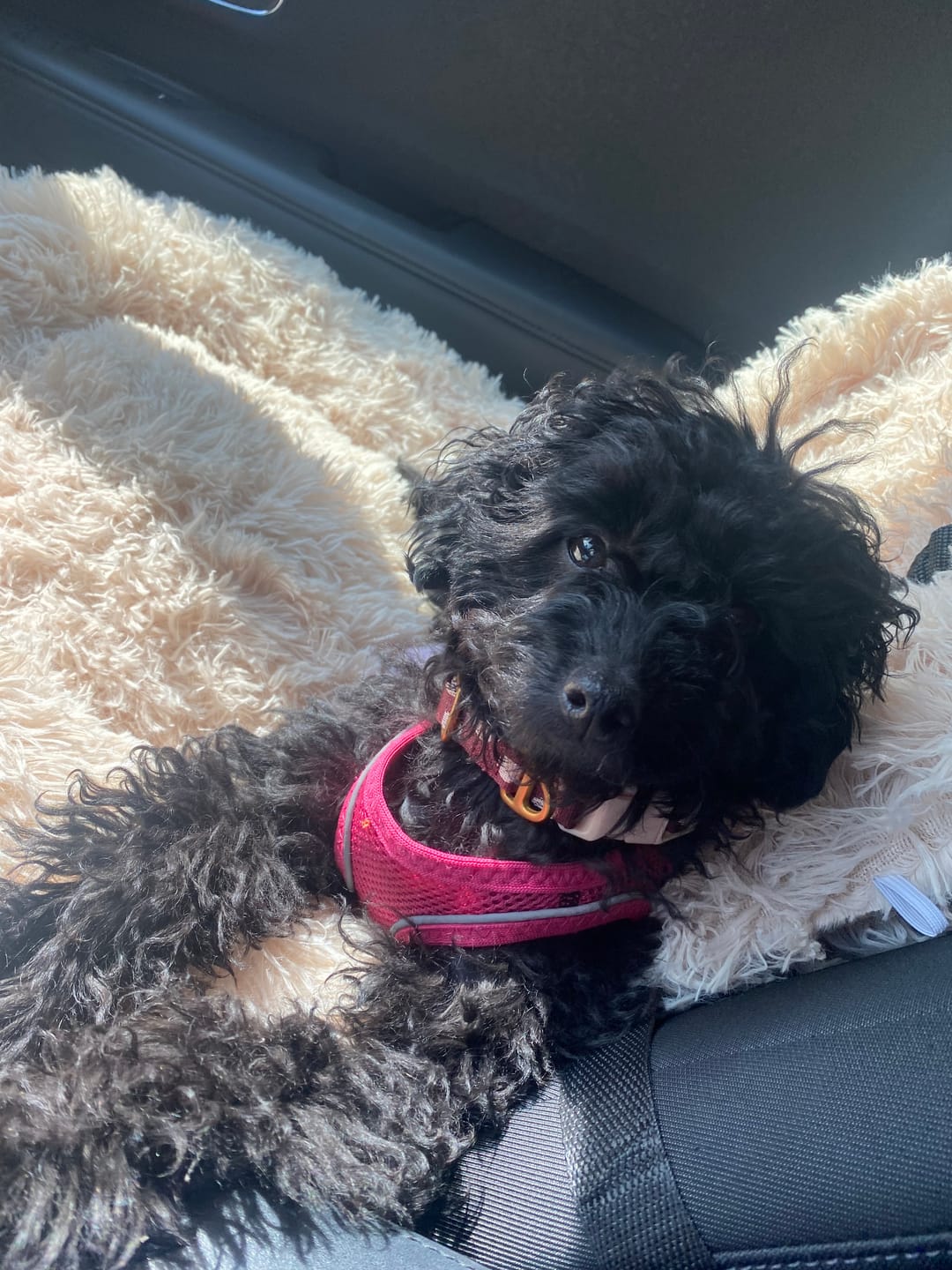 Customer photo review of Fluffy Autostoel (2-in-1)