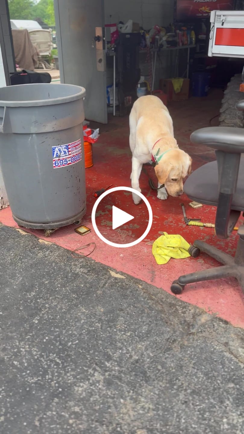 Customer video review of PawTronic Pro Series 2 - Wireless GPS Dog Fence