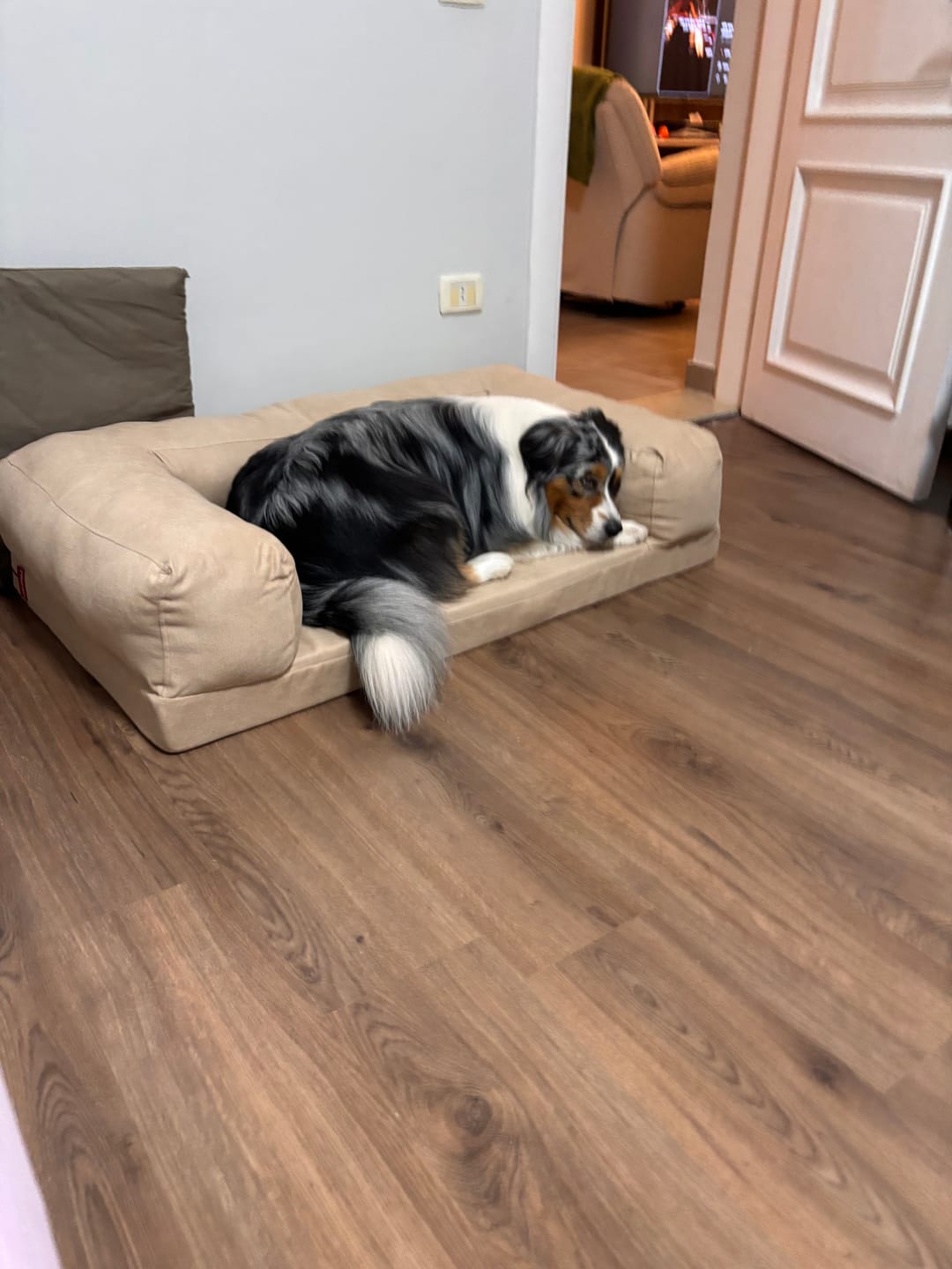 Customer photo review of Soft Foam Pet Couch - Rela