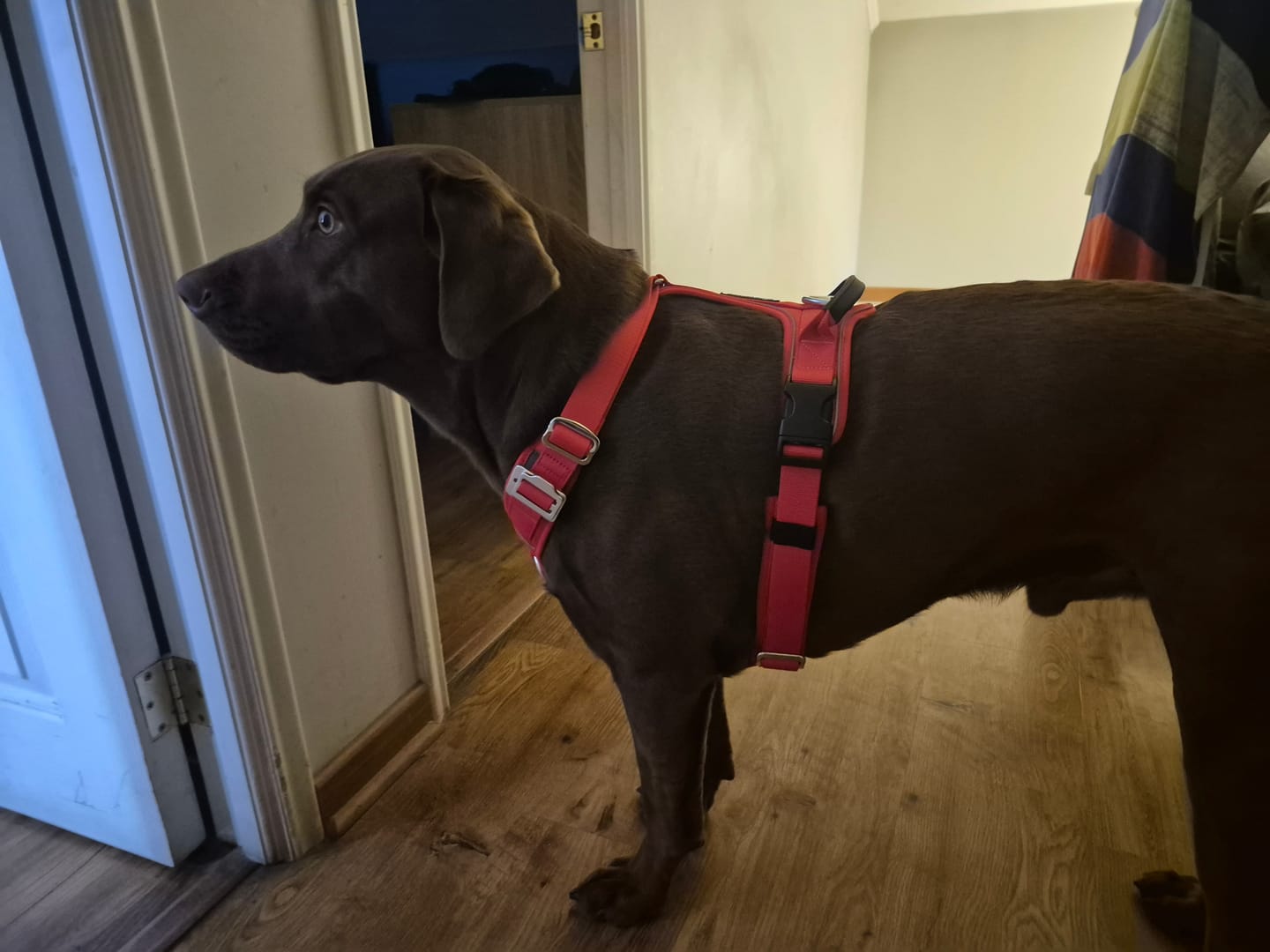 Customer photo review of Arnés Aerosport para Perros - Street Dogs - Red