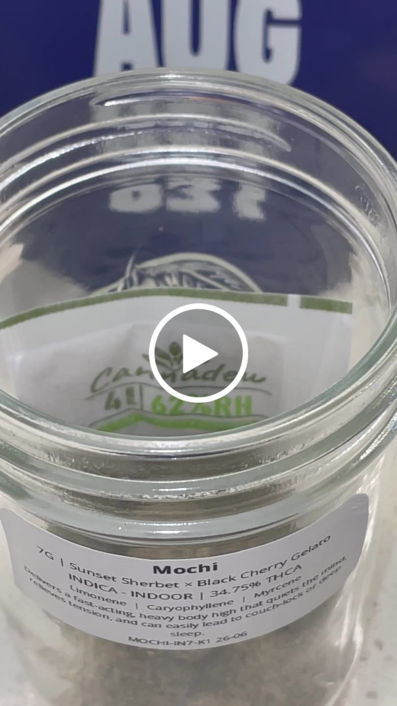 Customer video review of Mochi