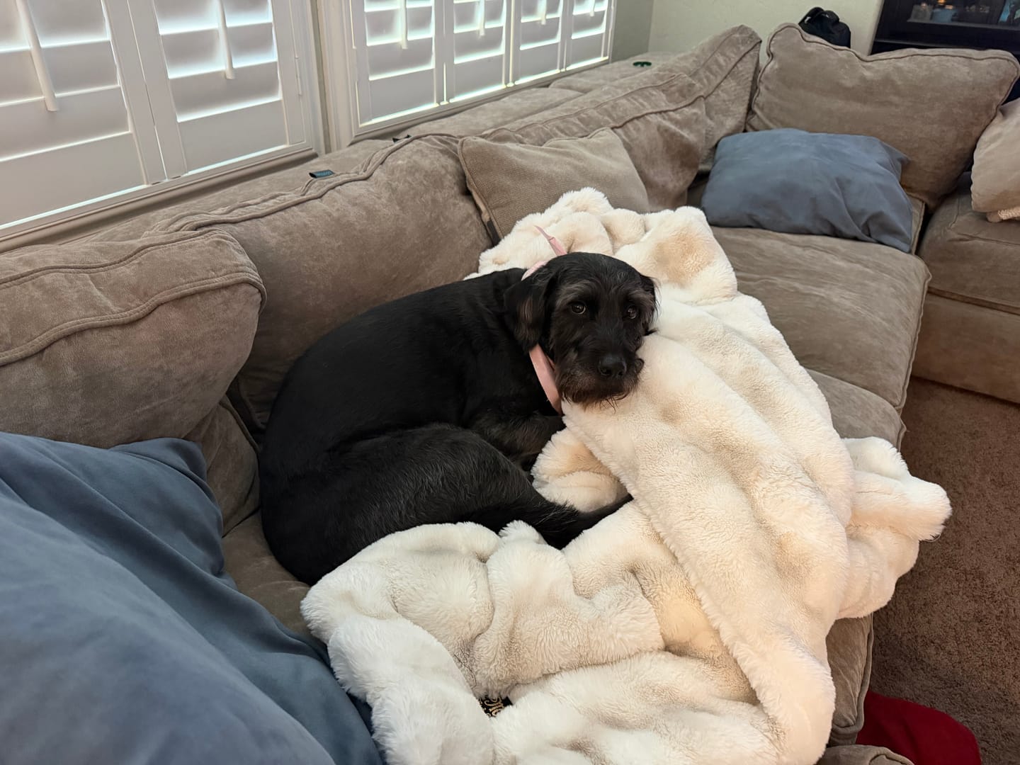 Customer photo review of Extreme Ultra Cloud Ancient Scroll Blanket