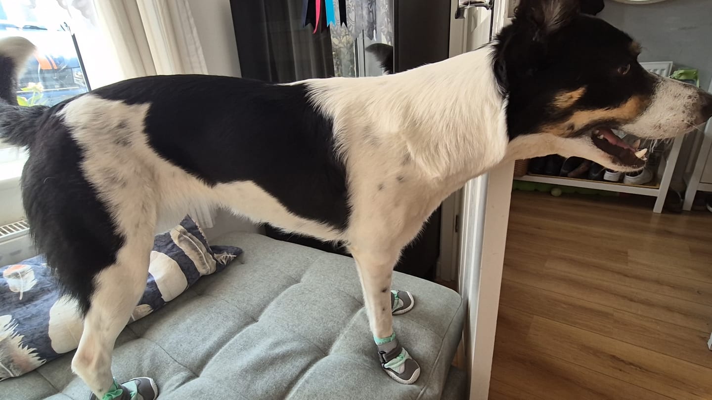 Customer photo review of Hot Pavement Pawtector Dog Shoes