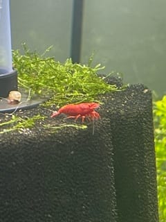 Customer photo review of Fire Red Cherry Shrimp