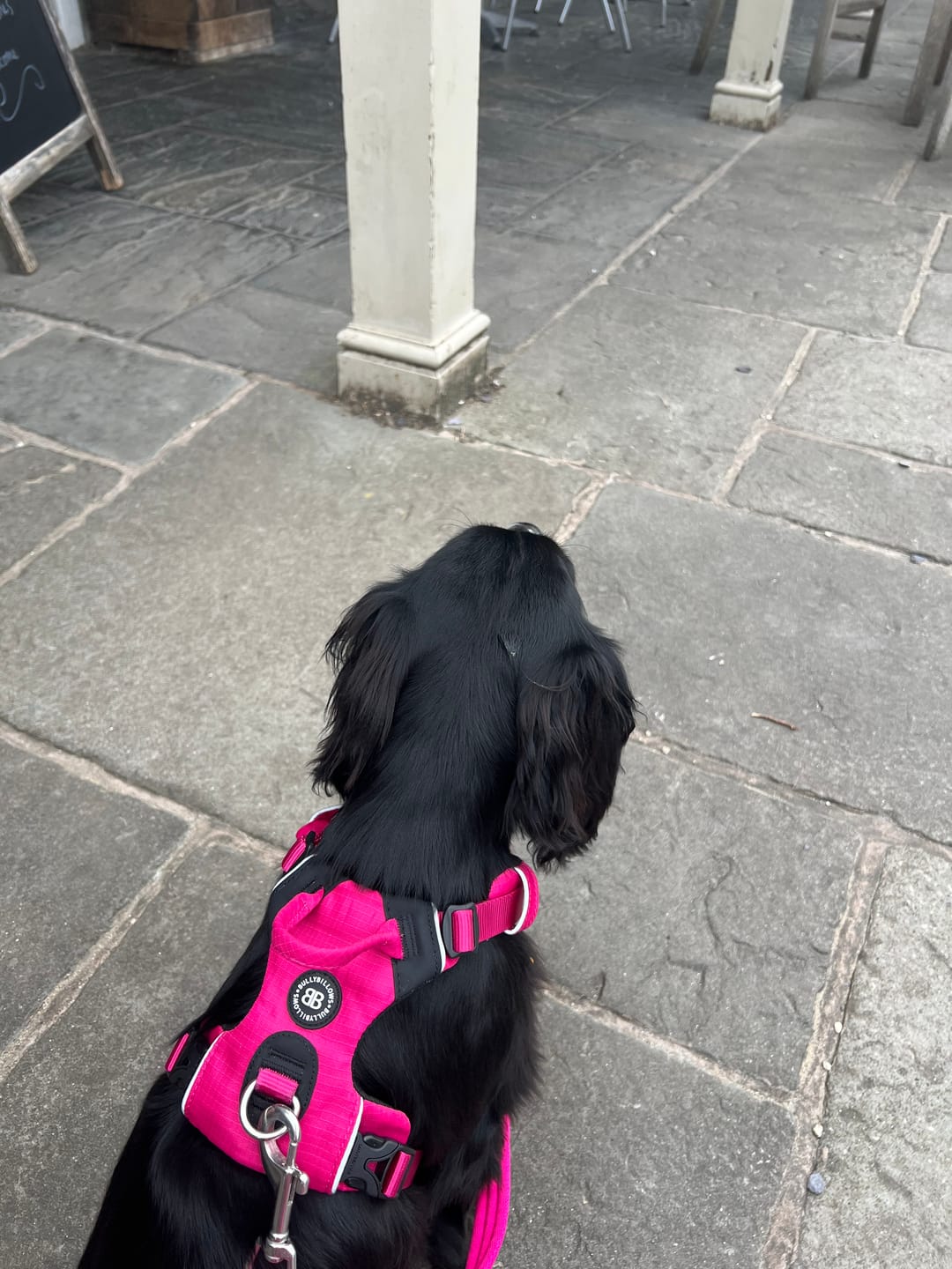 Customer photo review of Training Double Ended Dog Lead | 2m Length -  Magenta