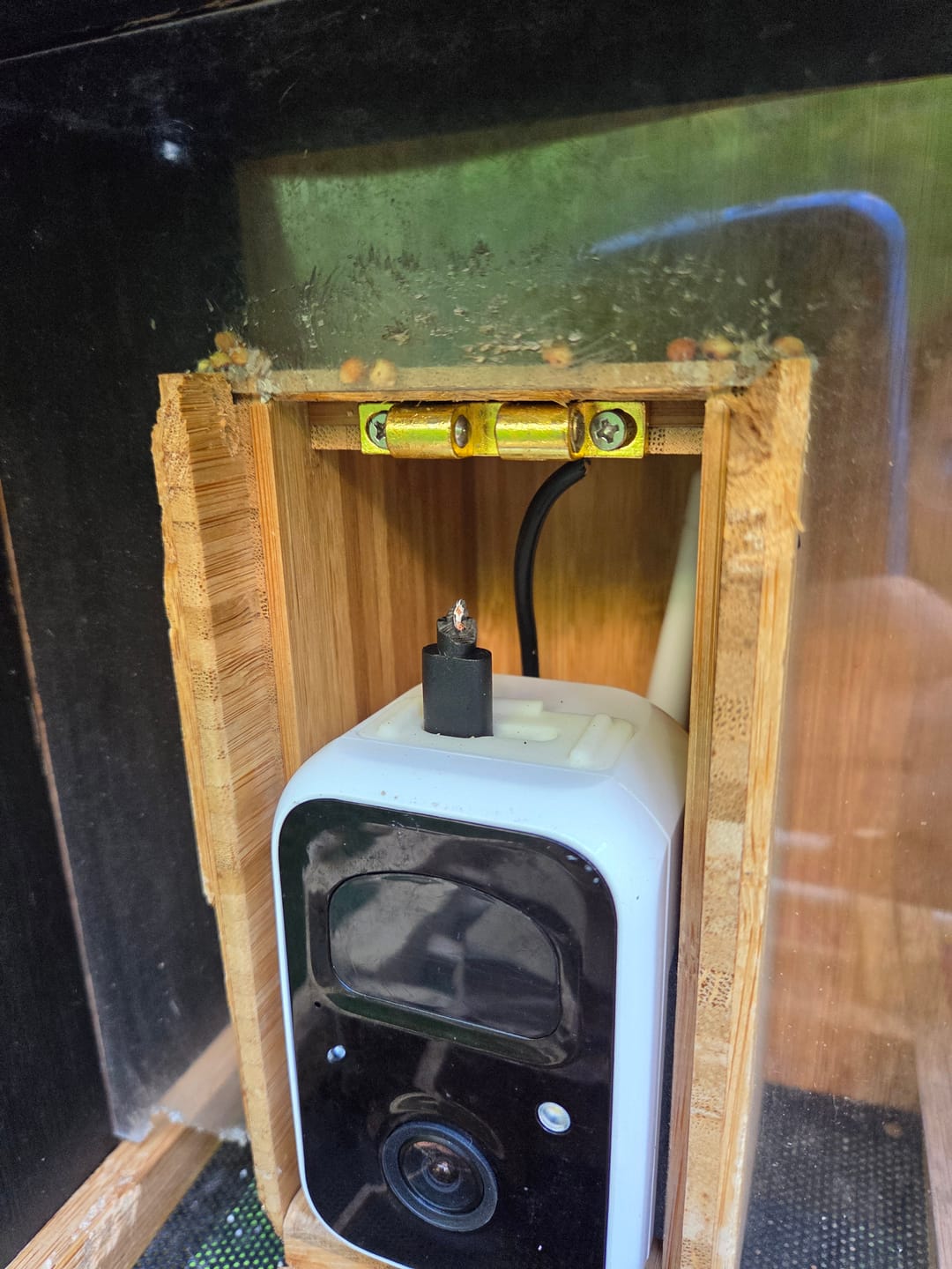 Customer photo review of Birdfy Feeder Bamboo Mini - Bird Feeder With Camera