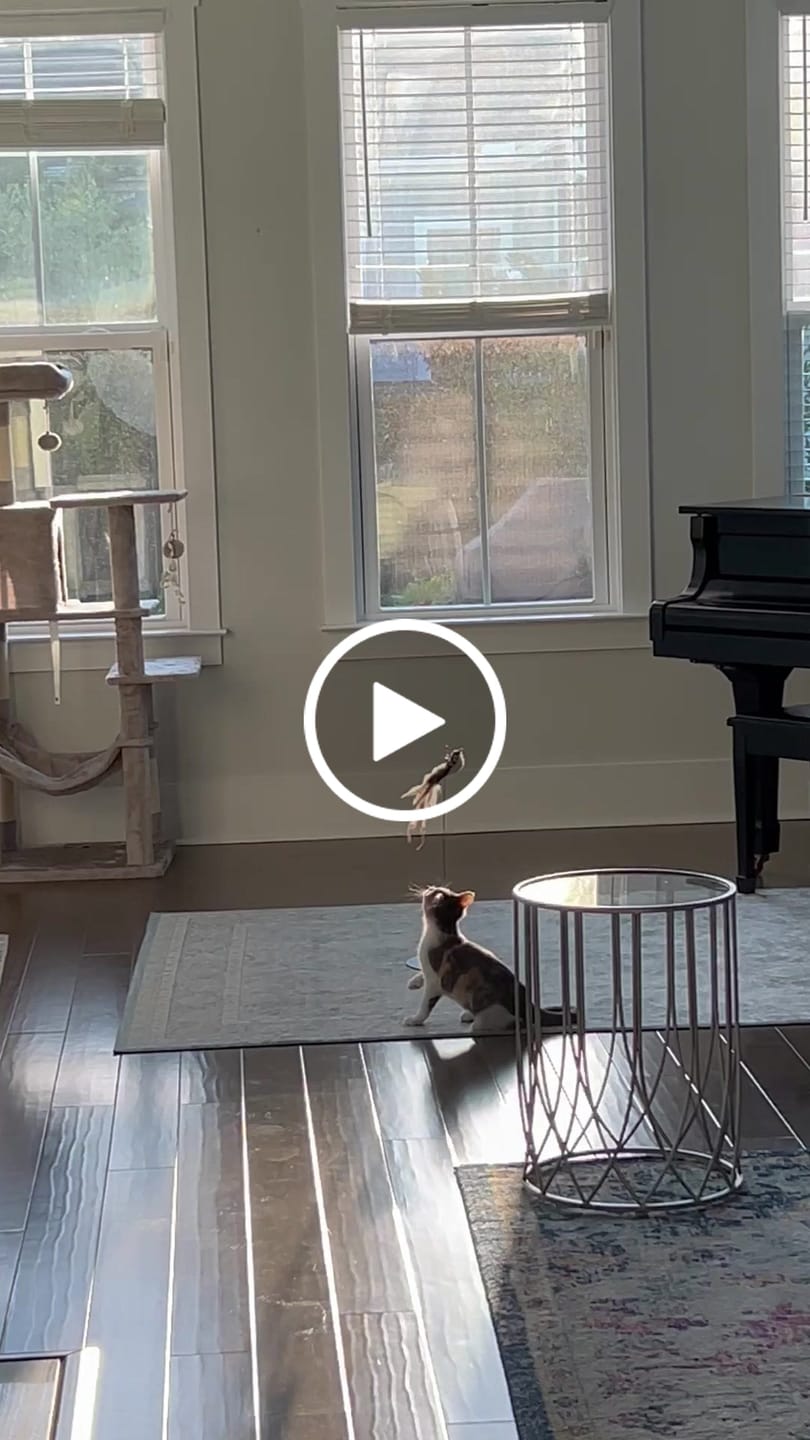 Customer video review of Interactive Bird Simulation Cat Toy Hybrid Bundle