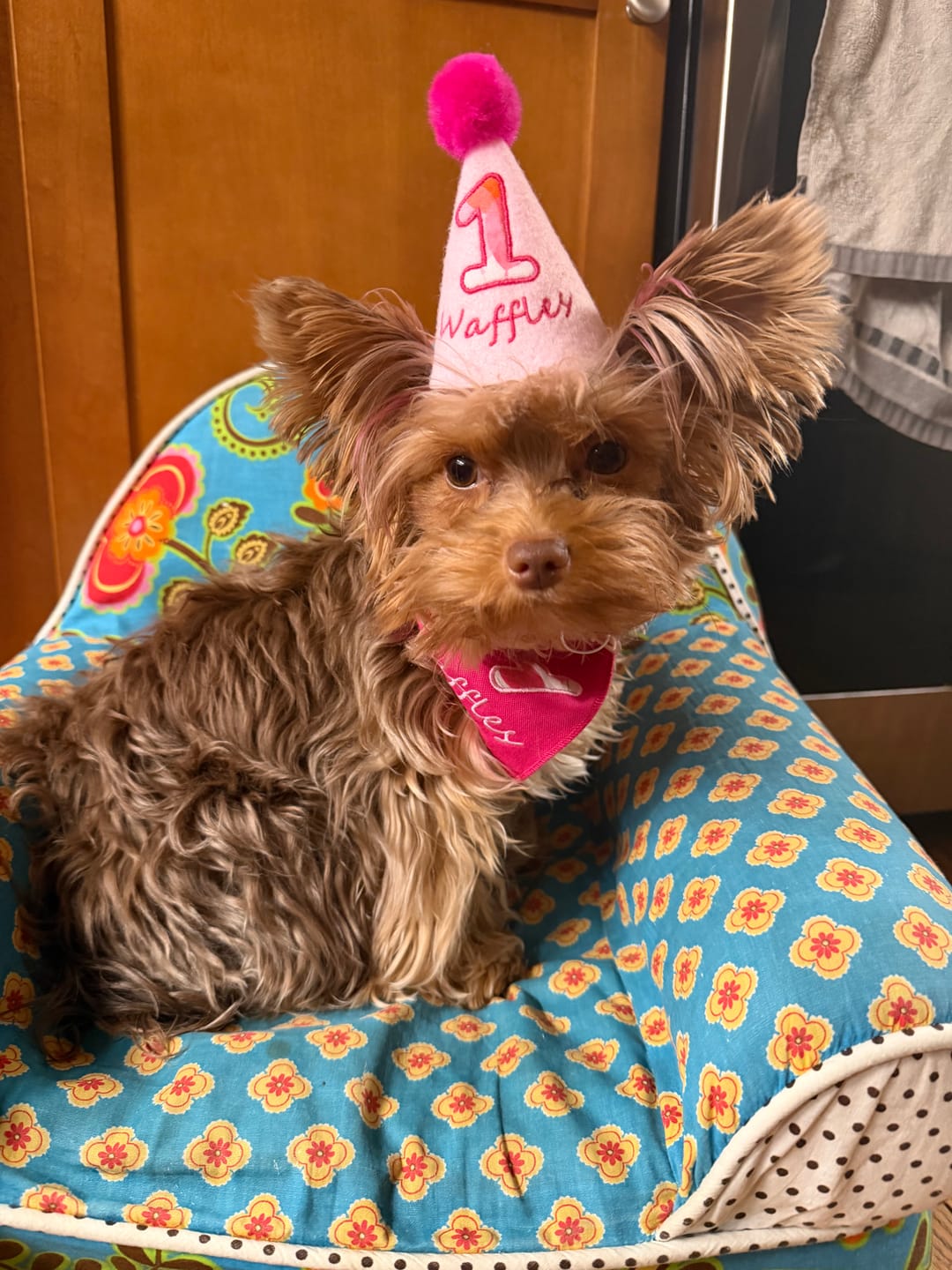 Customer photo review of Lite Personalized Dog Party Pack